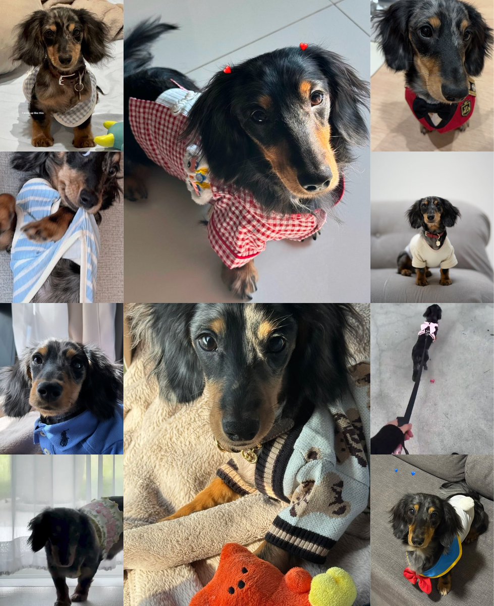 Rfreenbecky01's tweet photo. Fluffy is thé King of style, after all, who said a dog couldn’t havé a flair for fashion 🐾🌸👕😅
#fluffly #srchafreen https://t.co/tO1sL3RDca
