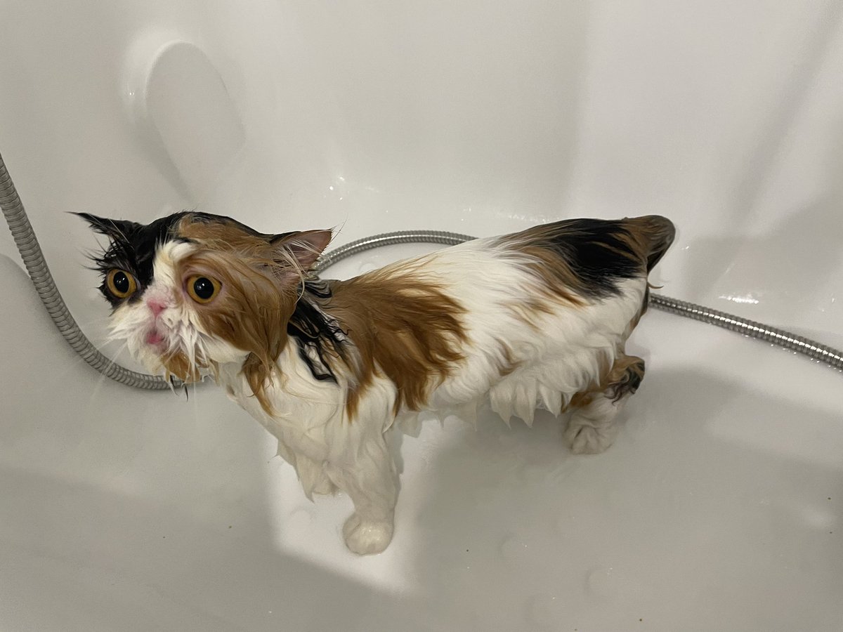 k216s10's tweet photo. 水も滴る良い女

#ペルシャ猫 #PersiaCat 
#ポメラニアン　#Pomeranian
#ビューワーテリア #Biewerterrier https://t.co/EMupt298To