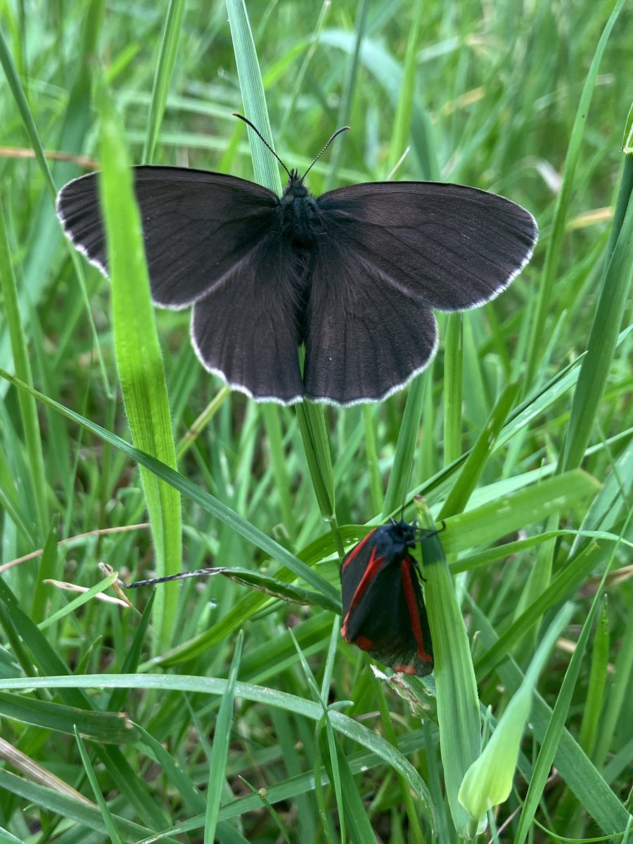 Another special coincidence of timing. I was following this splendidly unblemished #ringlet #butterfly with the phone camera when it landed by this beautiful #cinnabar #moth. <a href="/SomersetWT/">Somerset Wildlife Trust</a> <a href="/savebutterflies/">Butterfly Conservation 🦋</a>