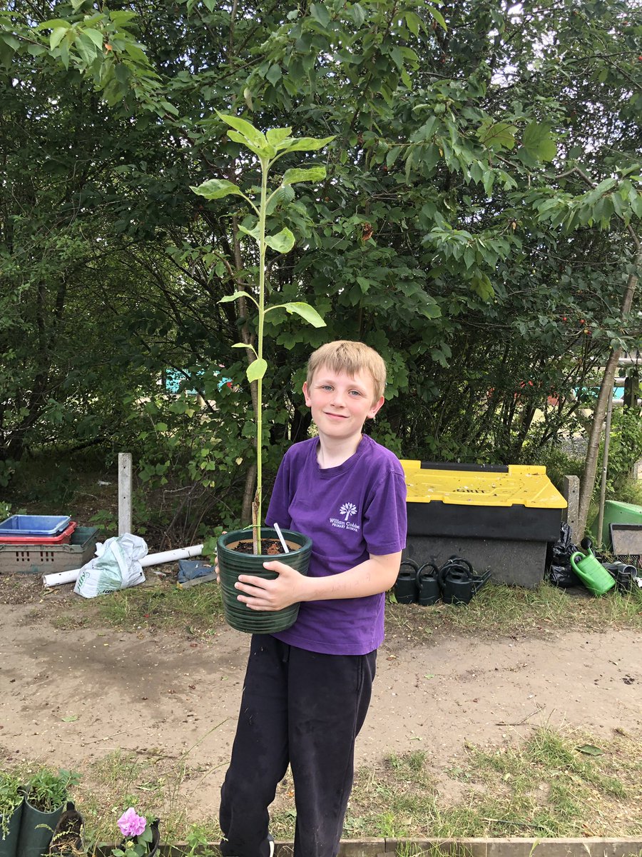 The gardening club have been busy this term and are very pleased with the results. They have planted sunflowers, pumpkins, lettuces and tomatoes amongst other things. They have also created a new wild flower area.