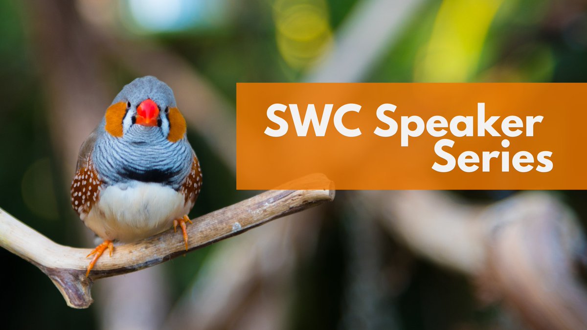 SWC_Neuro's tweet image. SWC Seminar speaker Richard Mooney (@DukeU) shares his journey from classical guitar to auditory research, and what birdsong teaches us about learning⤵️
sainsburywellcome.org/web/qa/music-n…