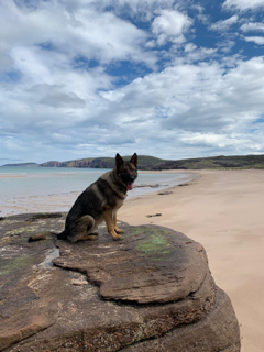 Wishing a long, happy and healthy retirement to PD Bruce who is retiring to his handler after 8 and a half years service across with Police Scotland.