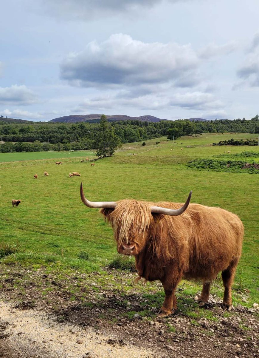 SaveOurWildcats's tweet image. Earlier this month, the team were thrilled to attend Cairngorms Crofters and Farmers' Open Farm Sunday at @Rothiemurchus Farm 🐮
The community came out in force to show support for Scotland's farmers, and it was wonderful to share how farmland habitat is supporting wildcats 🐾
