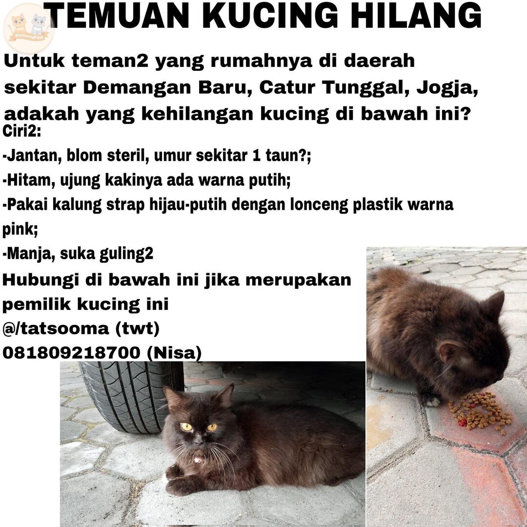 kcg! Ditemukan kucing hilang di area Demangan Baru, Catur Tunggal, Jogja dengan ciri2 di gambar. Sudah ada semingguan lebih di rumah &amp; sudah tanya ke tetangga tapi nggak ada yg merasa punya. Yang merasa kucingnya hilang bisa hubungi yang tertera di gambar yaa, makasih