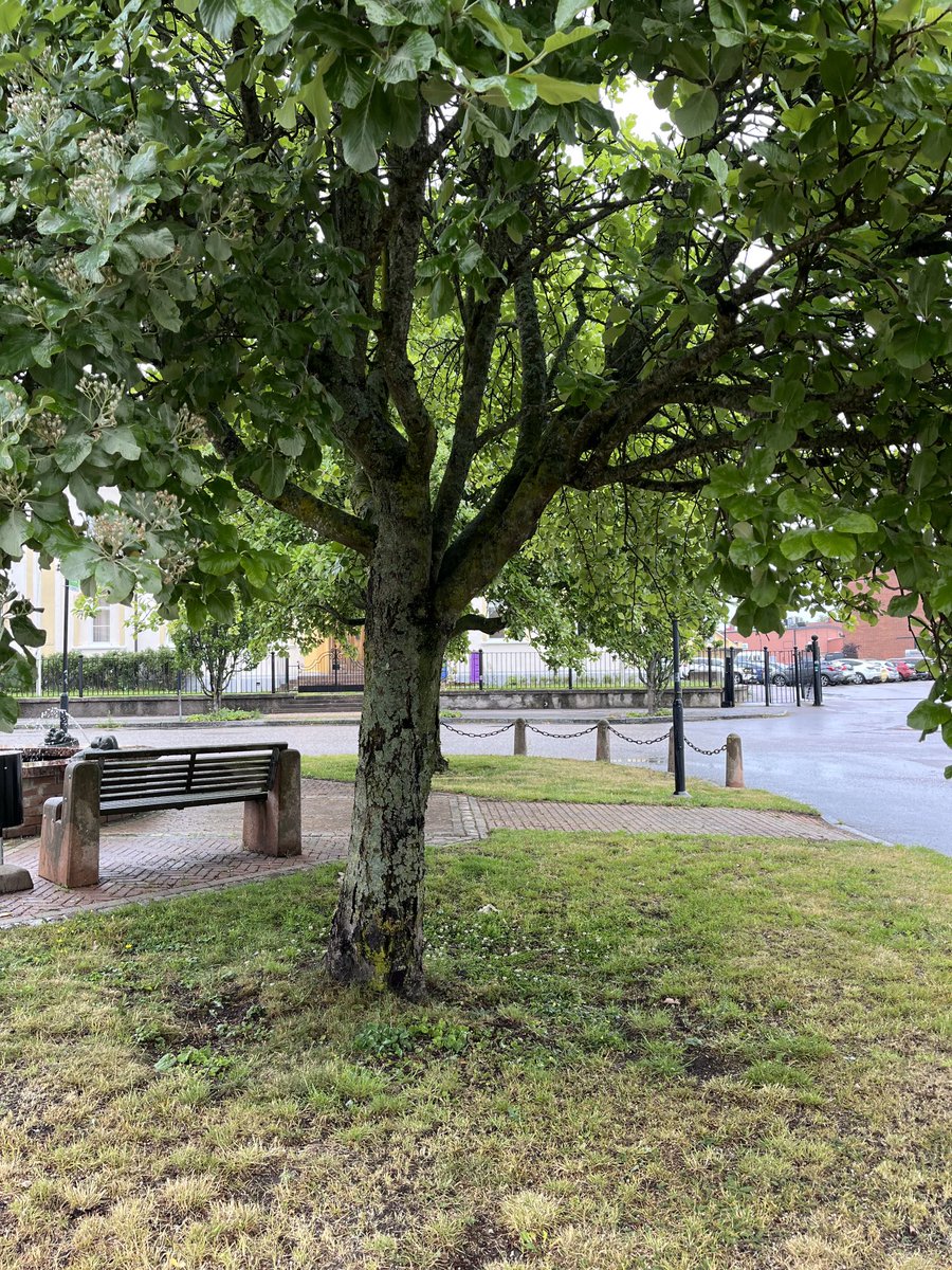 25/6 Bänk #sommarpåminplanet