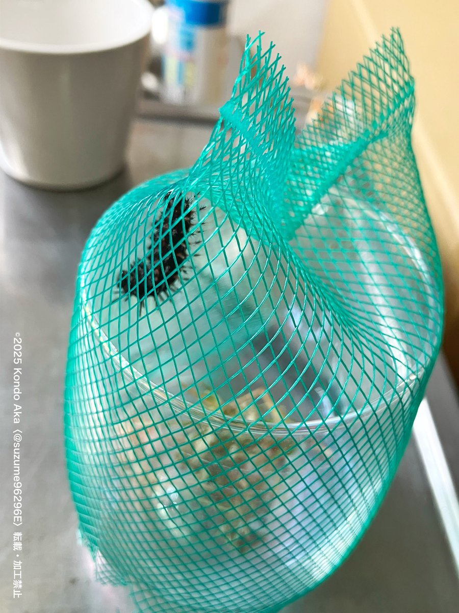 【イモムシ画像ご注意】
うわぁ…！ツマグロヒョウモンのイモム……前蛹になってるー！！😭（アミアミのせいでピンがあわぬ…）
そろそろ割り箸渡して高さのある空間を作らなきゃなーと思ってたのに遅かった……蛹になって固まったら割り箸にくっつけよ…