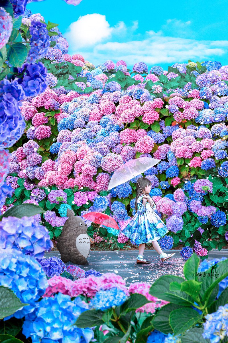 紫陽花の道をあるこ