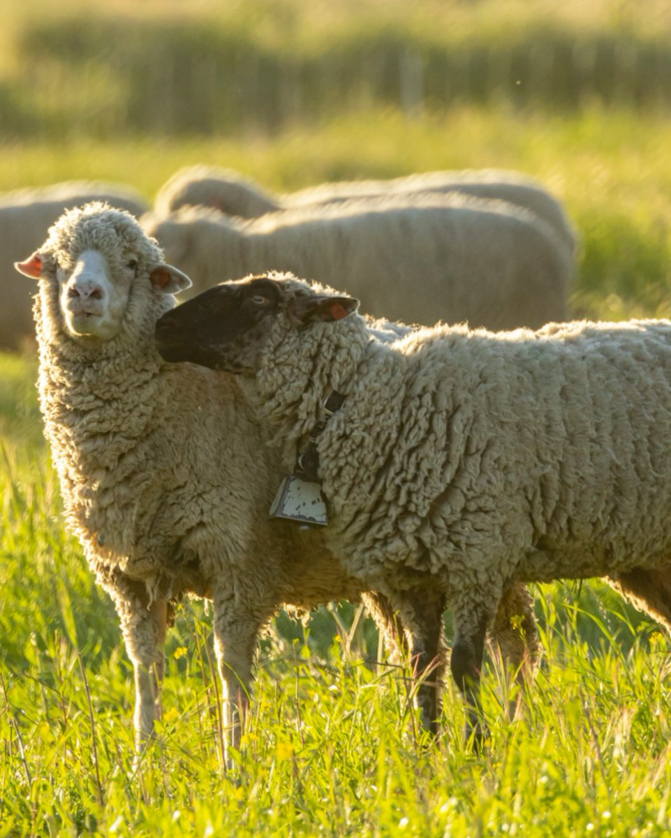 Liver fluke can cost UK beef farmers £9.5M annually. Our rapid on-farm test with the University of Liverpool &amp; Norbrook lets farmers target treatments faster &amp; reduce losses 🐄

More here ➡️ zurl.co/LH9br #AgriTech #VetMed

Photo by Leo_Visions on Unsplash