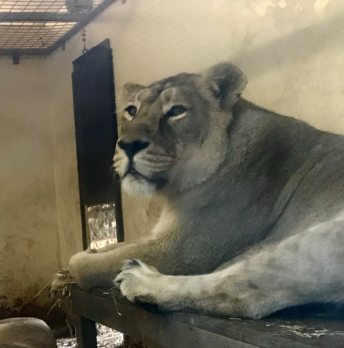 #Alphabetchallenge #Weekzforzoology <a href="/sheenz_m_/">🅢🅗🅔🅔🅝🅐</a>