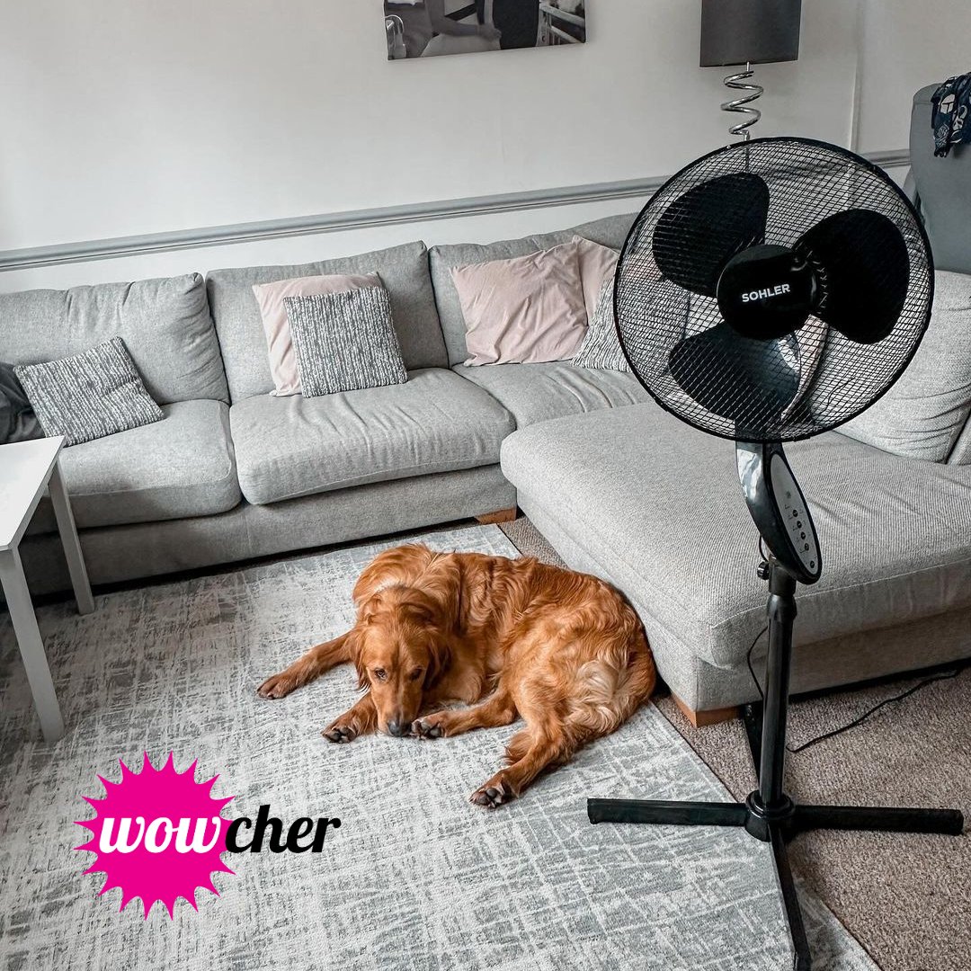 Wowcher tweet media