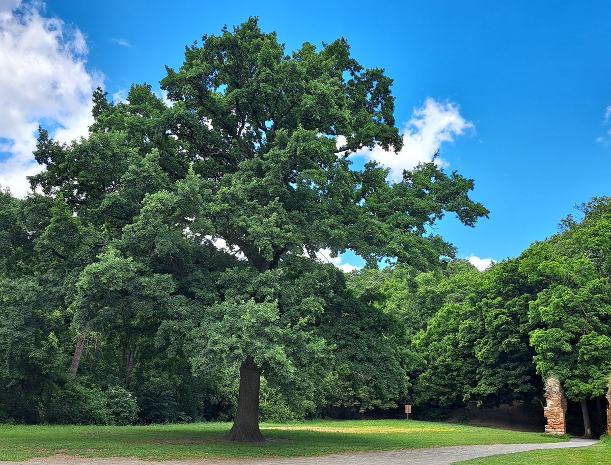 jerry44164416's tweet photo. 🌳🌲 #stromy v krajině i ve městech,
zámecká lípa a hradní dub, Boskovice 💚
#památnýstrom https://t.co/T12BuM1EZ9
