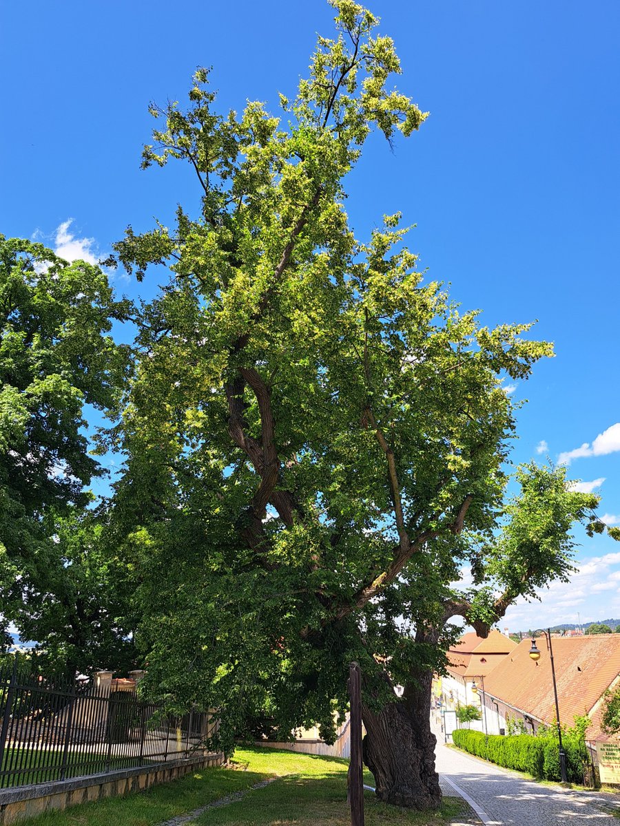 jerry44164416's tweet photo. 🌳🌲 #stromy v krajině i ve městech,
zámecká lípa a hradní dub, Boskovice 💚
#památnýstrom https://t.co/T12BuM1EZ9