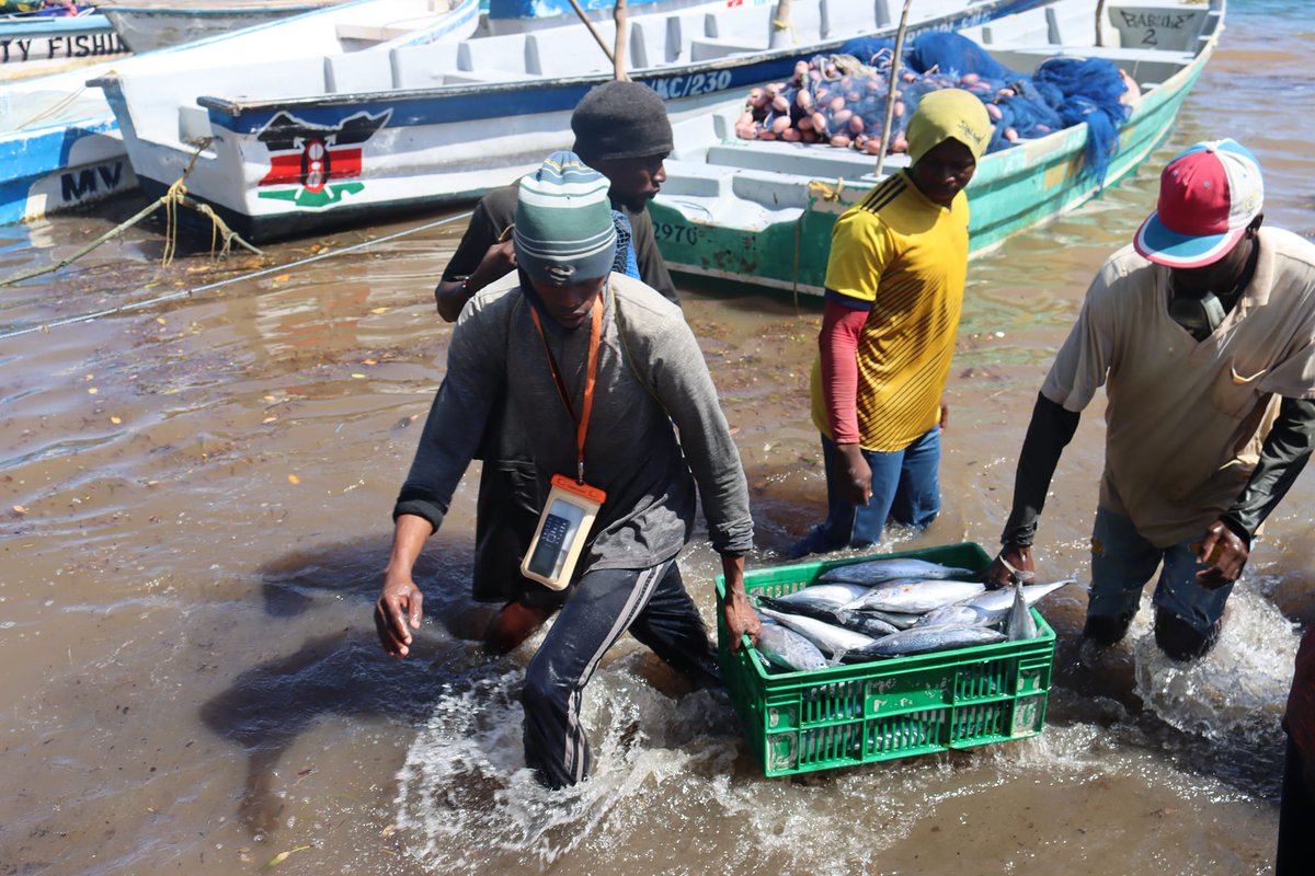 2/2: KEMFSED is supporting the State Department for the #BlueEconomy and Fisheries in revamping the national fisheries information system #FIMS. By tracking fish stocks, fishing activities, and market trends, FIMS enables data-driven decisions for #sustainablefisheries management