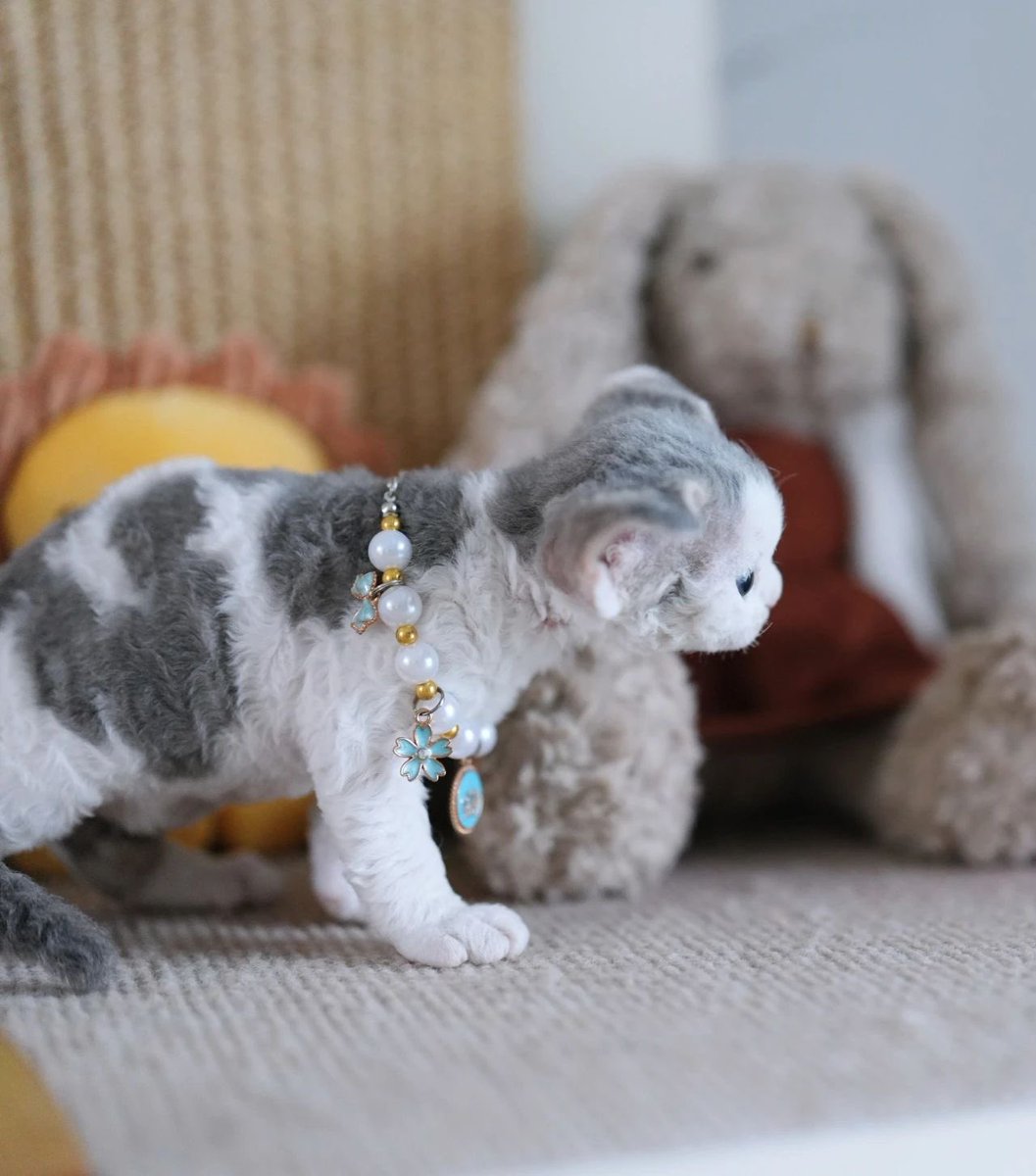 ZouZhou1112's tweet image. Wow~
Amazing baby
Blue with white boy
Big ears and perfect head

It's truly rare for him to still have such a thick coat of fur😍🥰😘
#drx #devonrex #devonrexcat #gulooodevonrex