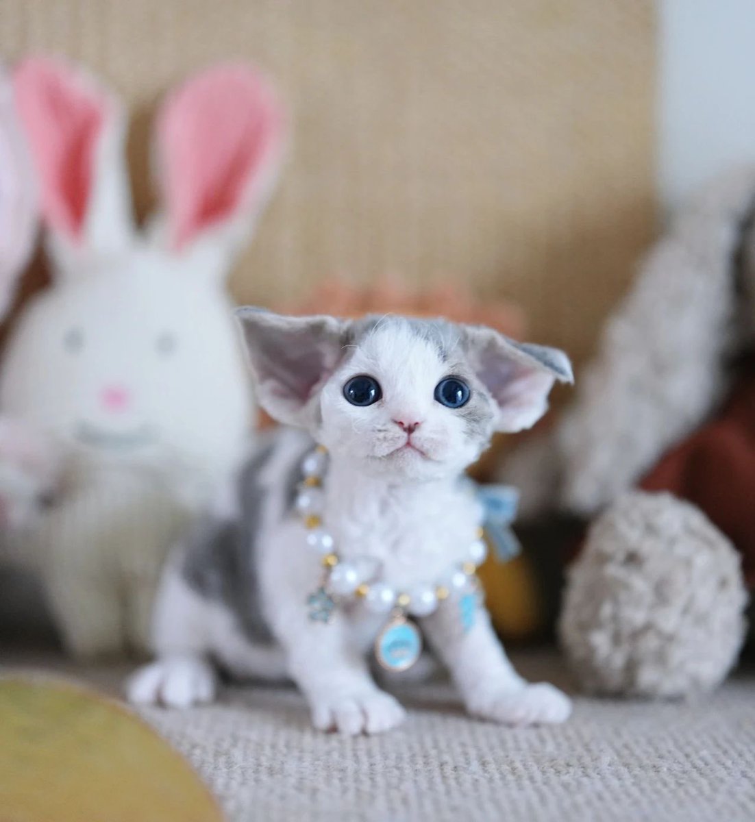 ZouZhou1112's tweet image. Wow~
Amazing baby
Blue with white boy
Big ears and perfect head

It's truly rare for him to still have such a thick coat of fur😍🥰😘
#drx #devonrex #devonrexcat #gulooodevonrex