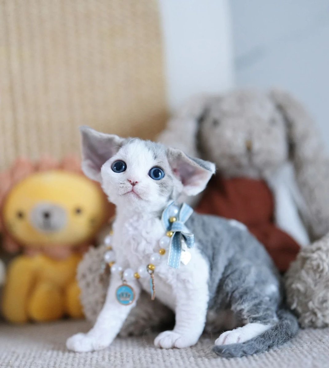 ZouZhou1112's tweet image. Wow~
Amazing baby
Blue with white boy
Big ears and perfect head

It's truly rare for him to still have such a thick coat of fur😍🥰😘
#drx #devonrex #devonrexcat #gulooodevonrex
