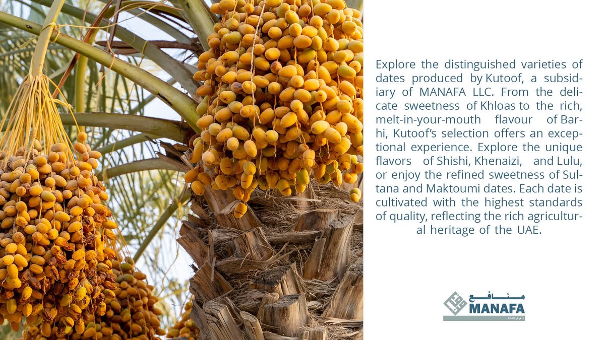 MANAFALLC's tweet photo. Explore the distinguished varieties of dates produced by Kutoof, a subsidiary of MANAFA LLC. Each date is cultivated with the highest standards of quality, reflecting the rich agricultural heritage of the UAE.
#manafallc #uae #kutoof #premiumdates #traditionalflavors https://t.co/EhwvH8oWx3