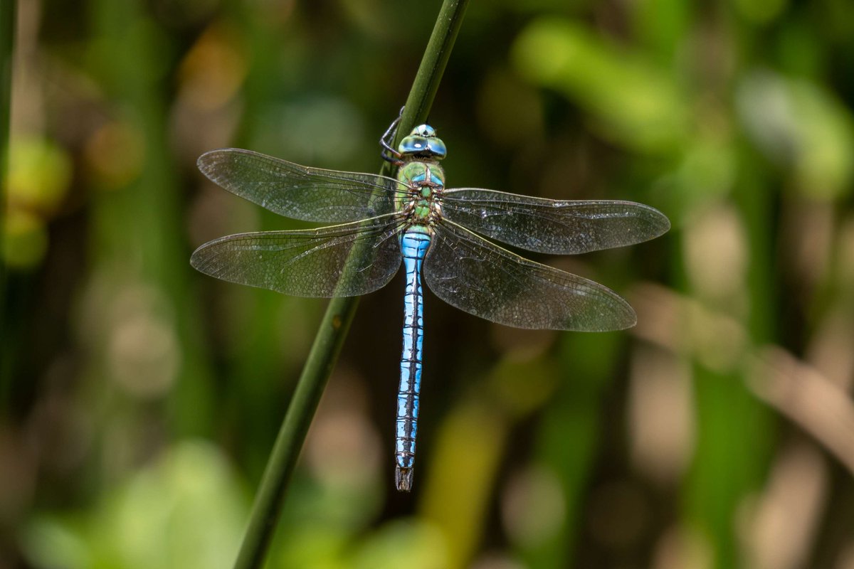 Can you tell the difference between a damselfly and a dragonfly? Here's some tips:
💪Dragonflies have thicker bodies
🍃Damselflies are slower and dance in the air rather than fly with purpose
👀A dragonfly's eyes are on top of their head, a damselfly's eyes are on the side