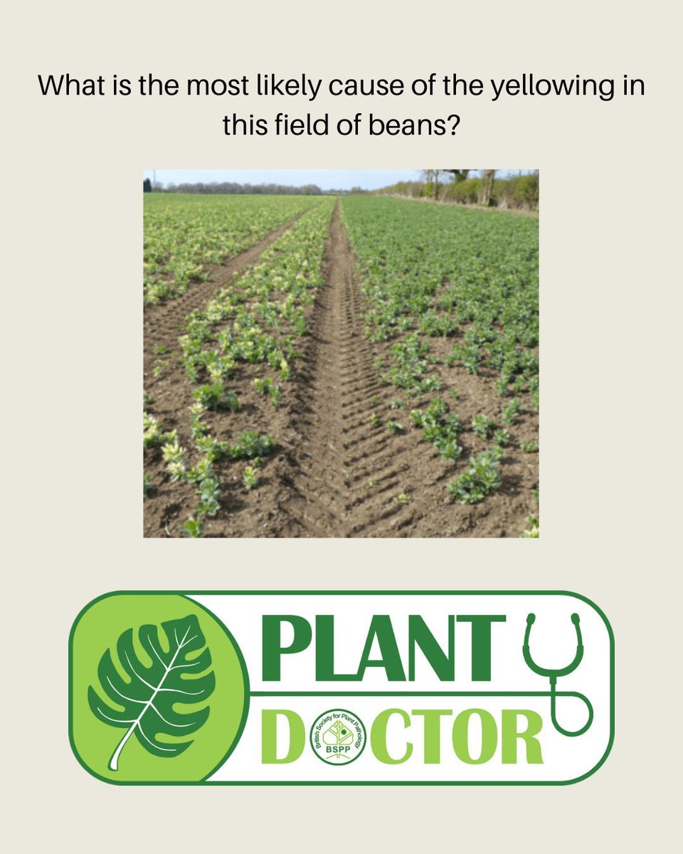 BS_PP's tweet image. 🌱 #PlantDoctorQuiz
The field is turning yellow, but why? 🤔
What's the most likely cause of this bean crop's symptoms?
A) Nematodes attacking the roots
B) Nutrient deficiency
C) Herbicide damage
D) Viral infection
Drop your best guess below
The answer will be revealed tomorrow