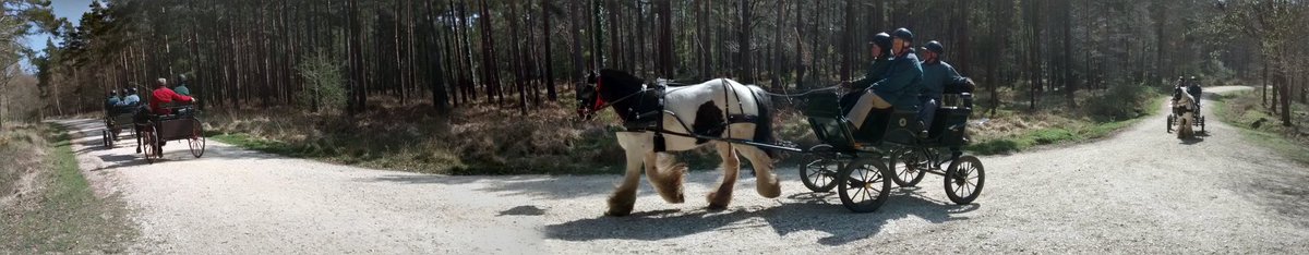 A #pano from the #TheNewForest #DailyPictureTheme @panophotos