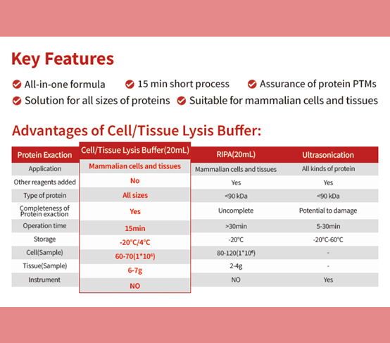 EnkiLifeScience's tweet image. 🔬 Cell/Tissue Lysis Buffer: Extract More, Worry Less!

⚠️ Bye-bye incomplete lysis:
Weak signals • Smeared bands • Failed transfers

✅ Key Edge:
Max protein yield—no extra inhibitors needed!

Complete lysis = Reliable WB 🧪

#WesternBlot #ProteinExtraction #LabHacks