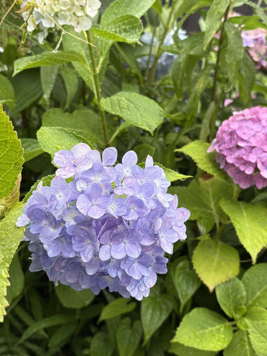 Hortenzija,lietus sezona