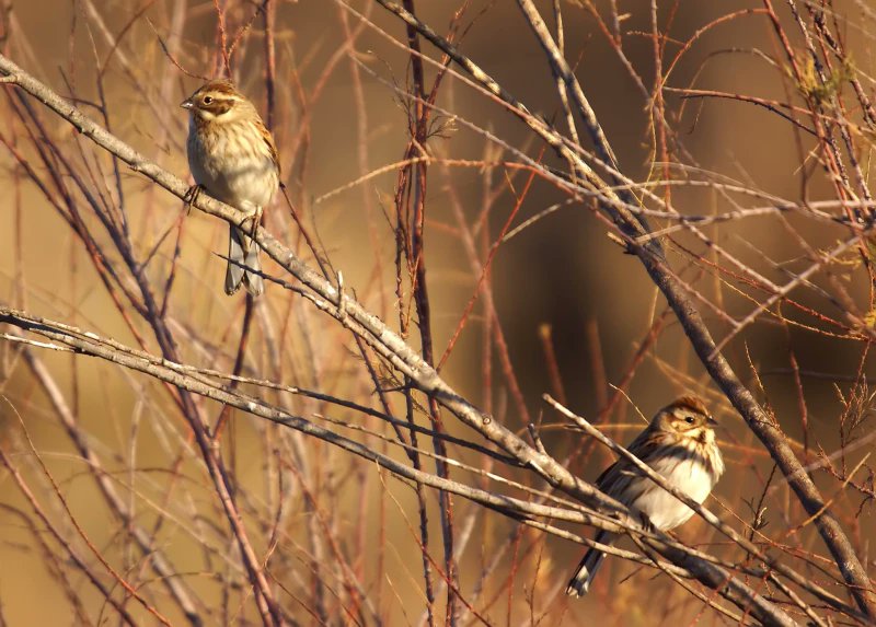 🆕PAPER_Stress Responses after Different Release-Times in Wintering Reed #Buntings 
❗️The results support the idea that restraining #birds in darkness allows them to calm down
doi.org/10.13157/arla.… #ornithology