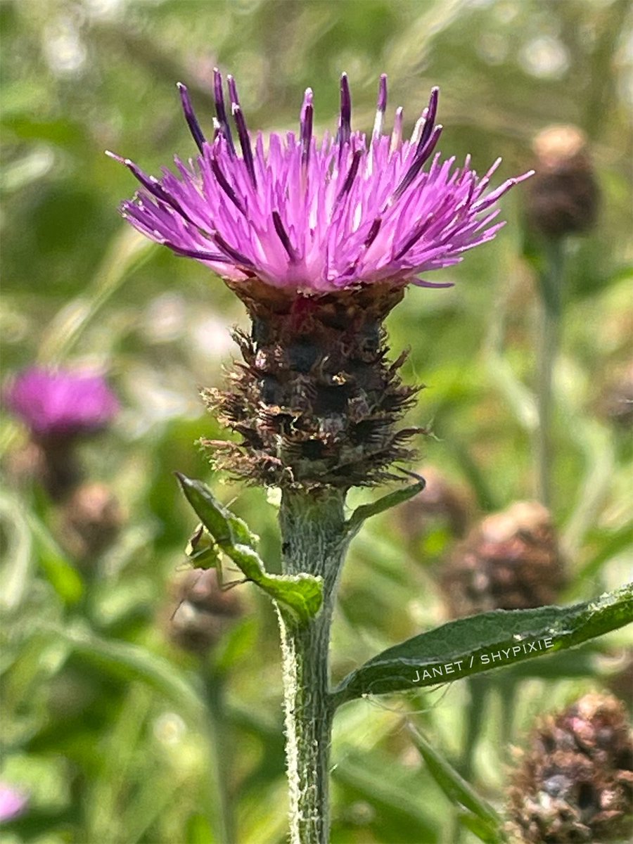shypixie76's tweet image. Good morning ☕️ 
The purple coronet of lesser knapweed breaking into flower, this plant is consistently among the top performers for nectar production 💜🌿 
#LesserKnapweed #Nectar 
#Wildflowers #NaturePhotography