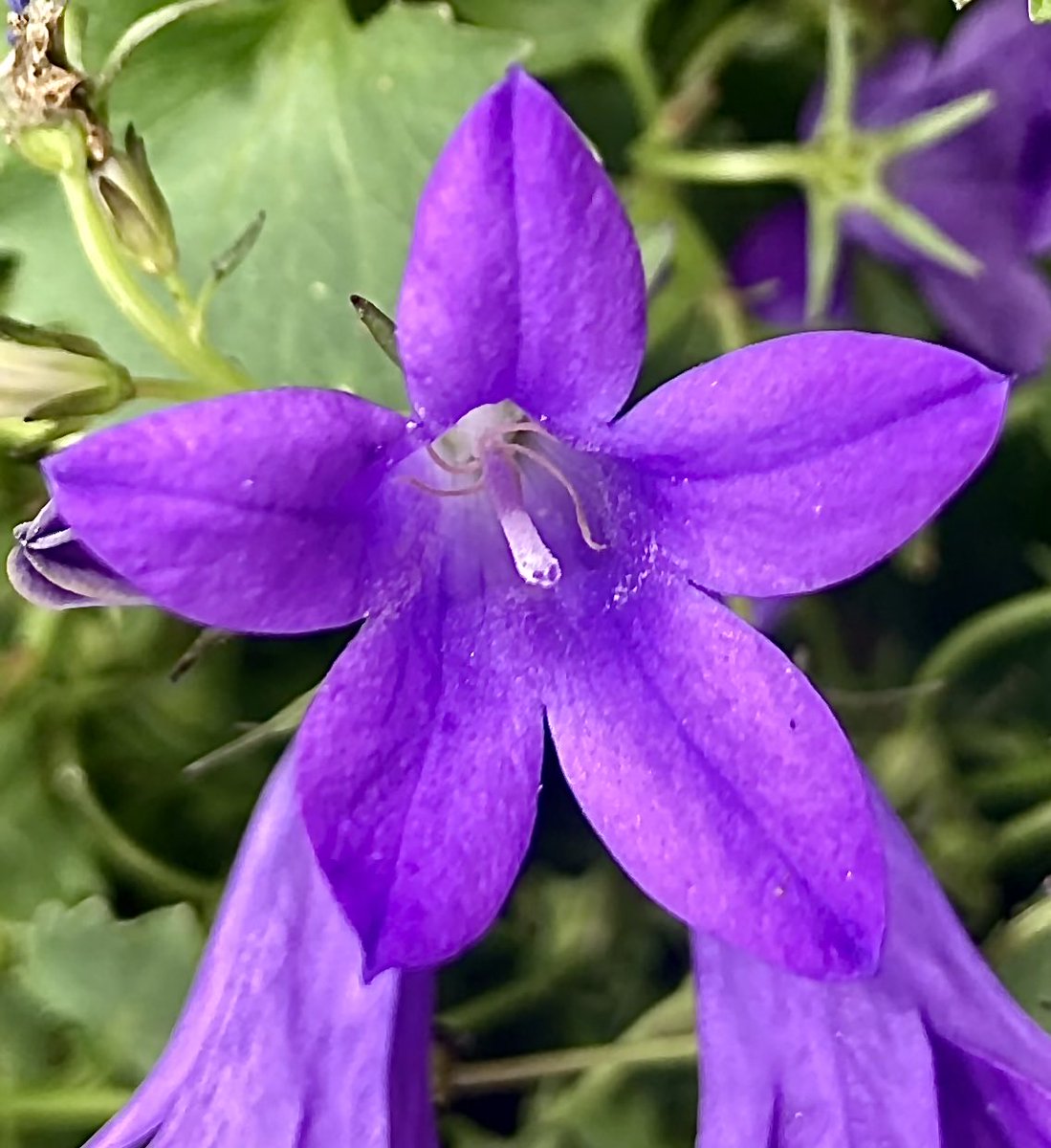 La fleur du jour, Campanule étoilée