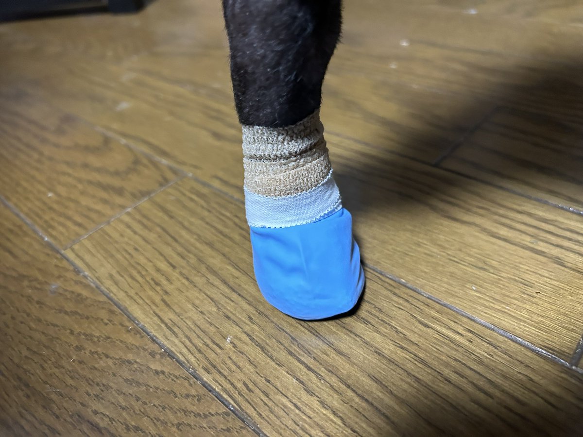今日は雨だから風船巻いて散歩だよ^ ^