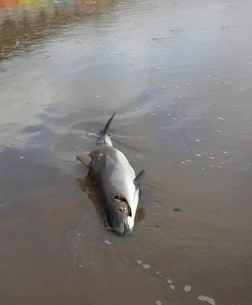 strandings_man's tweet image. Heading back to @ZSLScience with four porpoises and two seals onboard- recovered around the Yorkshire region by our friends @Scubadave8 @RingTheBell999 and others over the last few months. #CSIOfTheSea exams to follow soon, huge thanks to everyone involved for the help!
