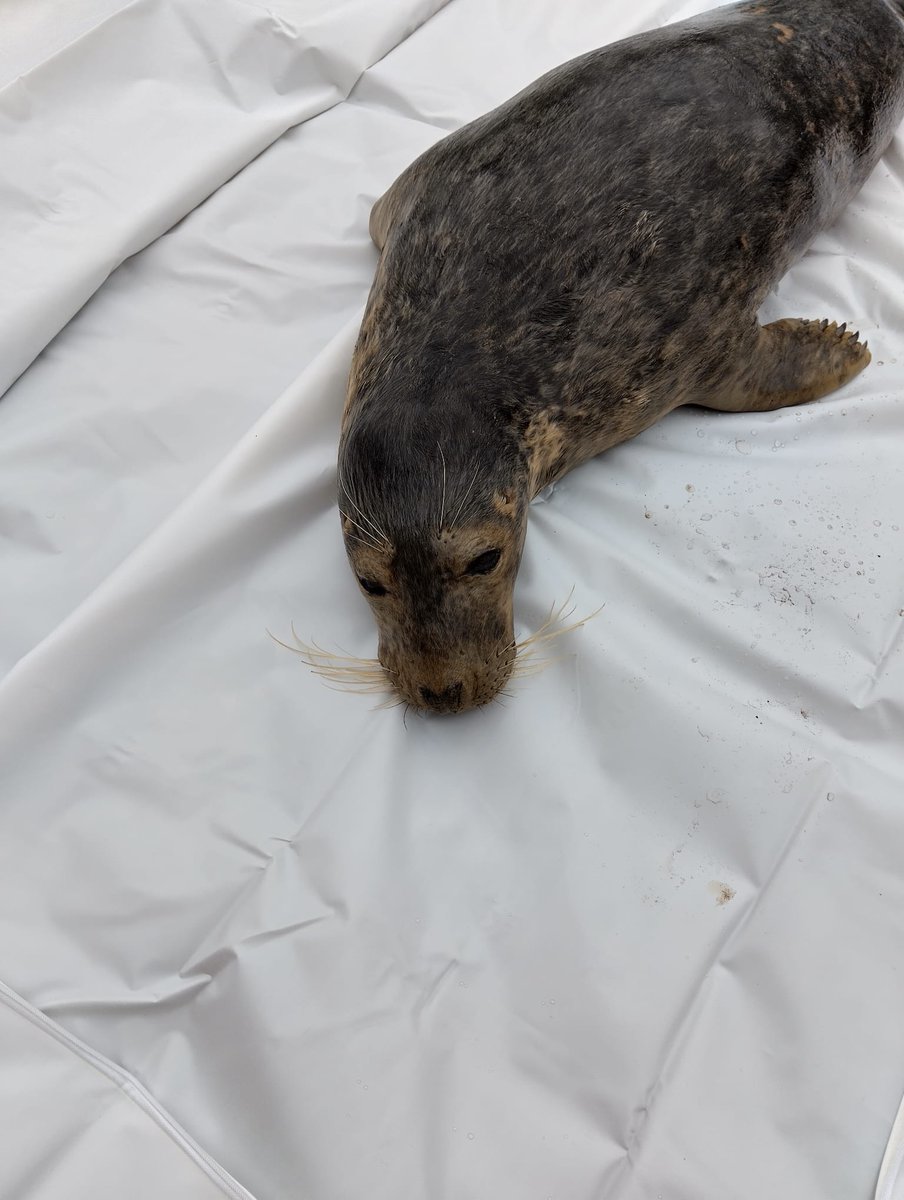 strandings_man's tweet image. Heading back to @ZSLScience with four porpoises and two seals onboard- recovered around the Yorkshire region by our friends @Scubadave8 @RingTheBell999 and others over the last few months. #CSIOfTheSea exams to follow soon, huge thanks to everyone involved for the help!