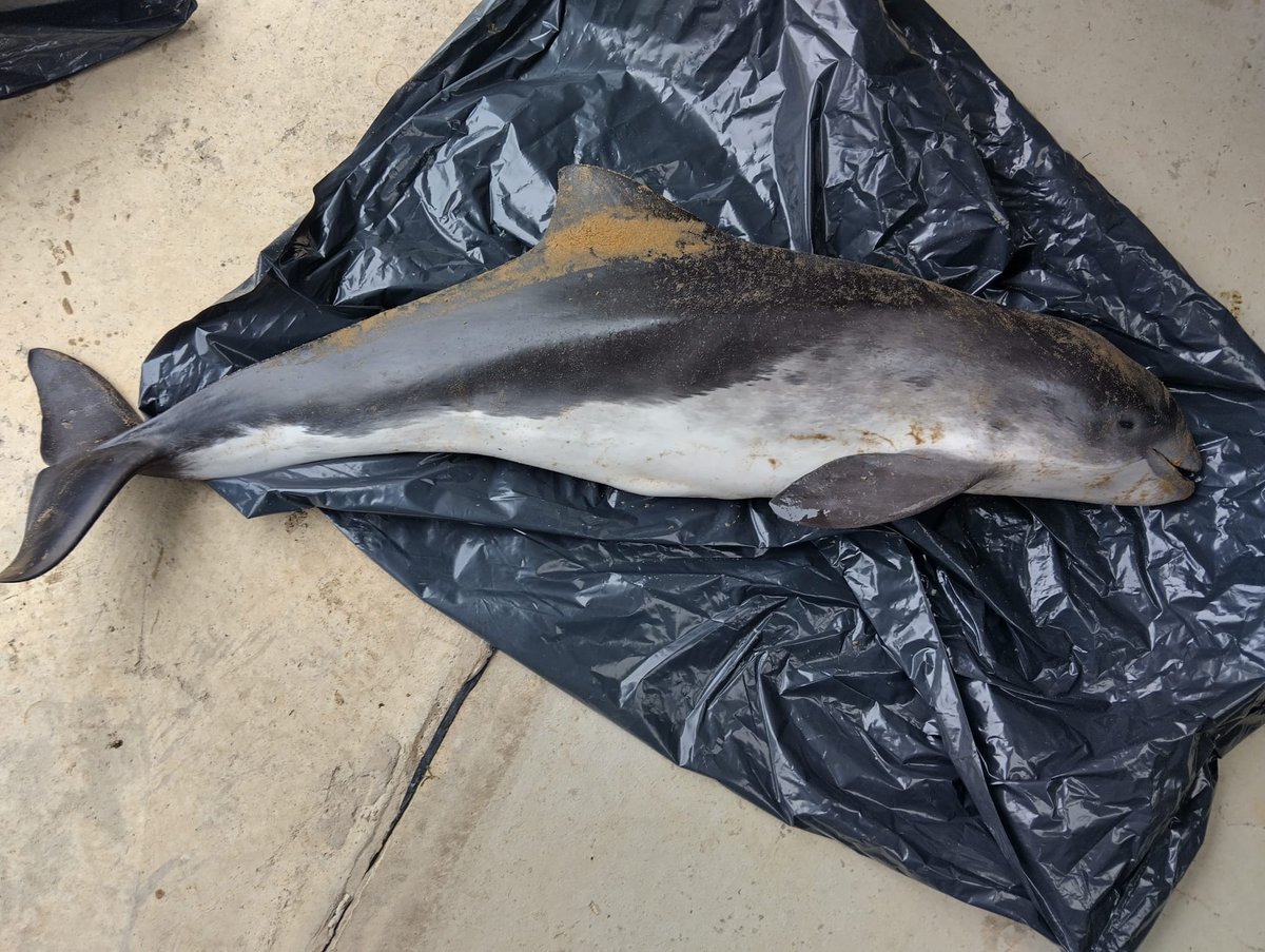 strandings_man's tweet image. Heading back to @ZSLScience with four porpoises and two seals onboard- recovered around the Yorkshire region by our friends @Scubadave8 @RingTheBell999 and others over the last few months. #CSIOfTheSea exams to follow soon, huge thanks to everyone involved for the help!