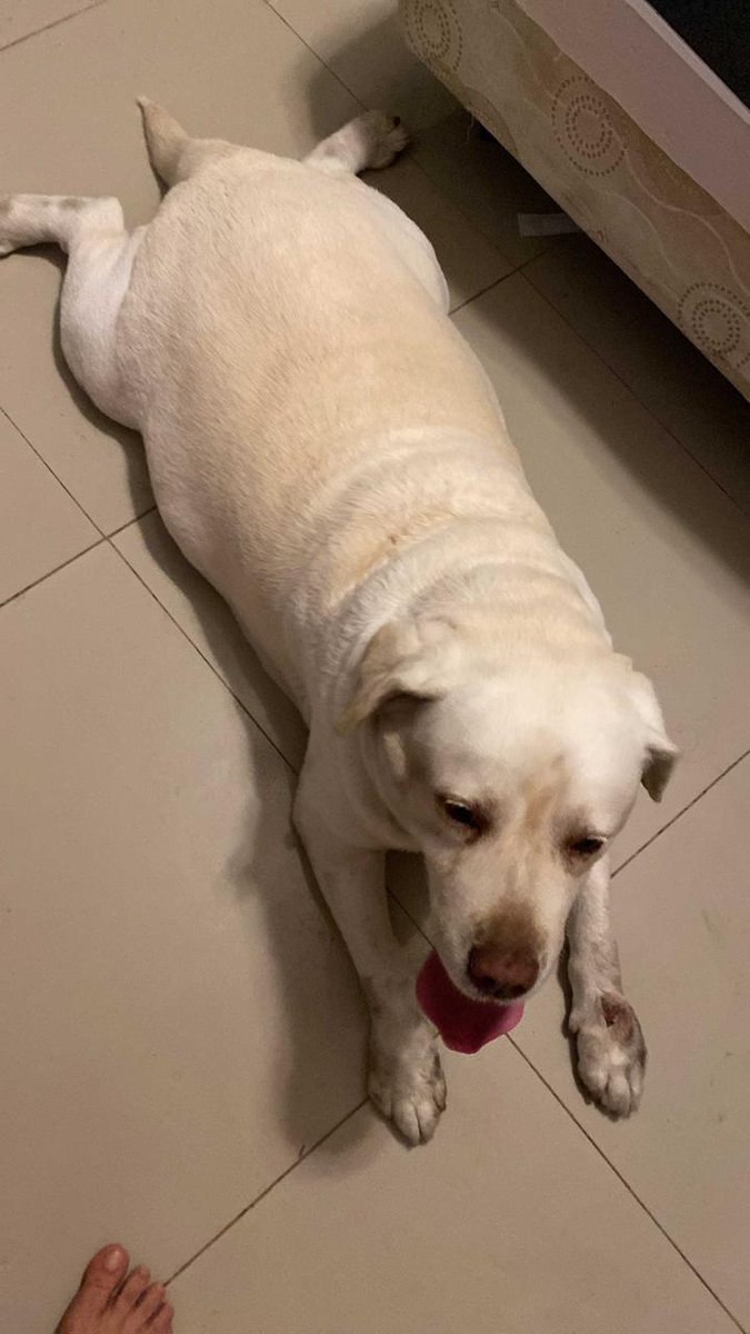 #ENCONTRADA  #GUAYAQUIL
Fecha: 2025-06-24
Sector: Sur, Barrio Centenario, Argüelles y Maracaibo 
Sexo: Hembra
Raza: Labrador 
Observación: Obesa
Contacto: 095 862 4399
¡Ayúdalo a volver con su familia!
 #AlertaMePerdí