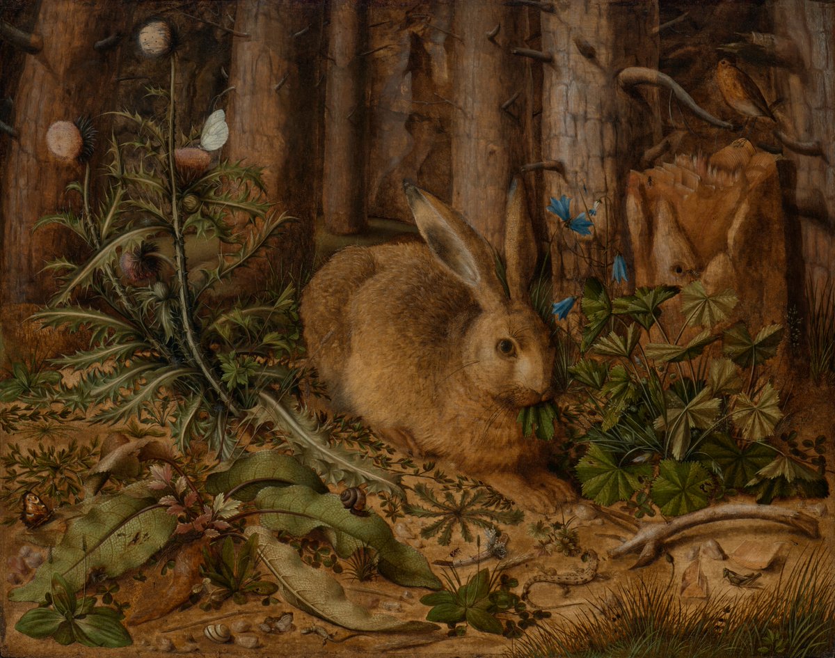 Chenies Manor House (@cheniesmanor) on Twitter photo We love the detail in this "A Hare in the Forest" c.1585 by Hans Hoffmann <a href="/GettyMuseum/">Getty is Celebrating Pride</a>
For #OnlineArtExchange celebrating <a href="/UlsterMuseum/">Ulster Museum</a> Wildlife and the environment for Wild Ireland
We have lots of wildlife visiting our gardens throughout the year We love the detail in this "A Hare in the Forest" c.1585 by Hans Hoffmann <a href="/GettyMuseum/">Getty is Celebrating Pride</a>
For #OnlineArtExchange celebrating <a href="/UlsterMuseum/">Ulster Museum</a> Wildlife and the environment for Wild Ireland
We have lots of wildlife visiting our gardens throughout the year