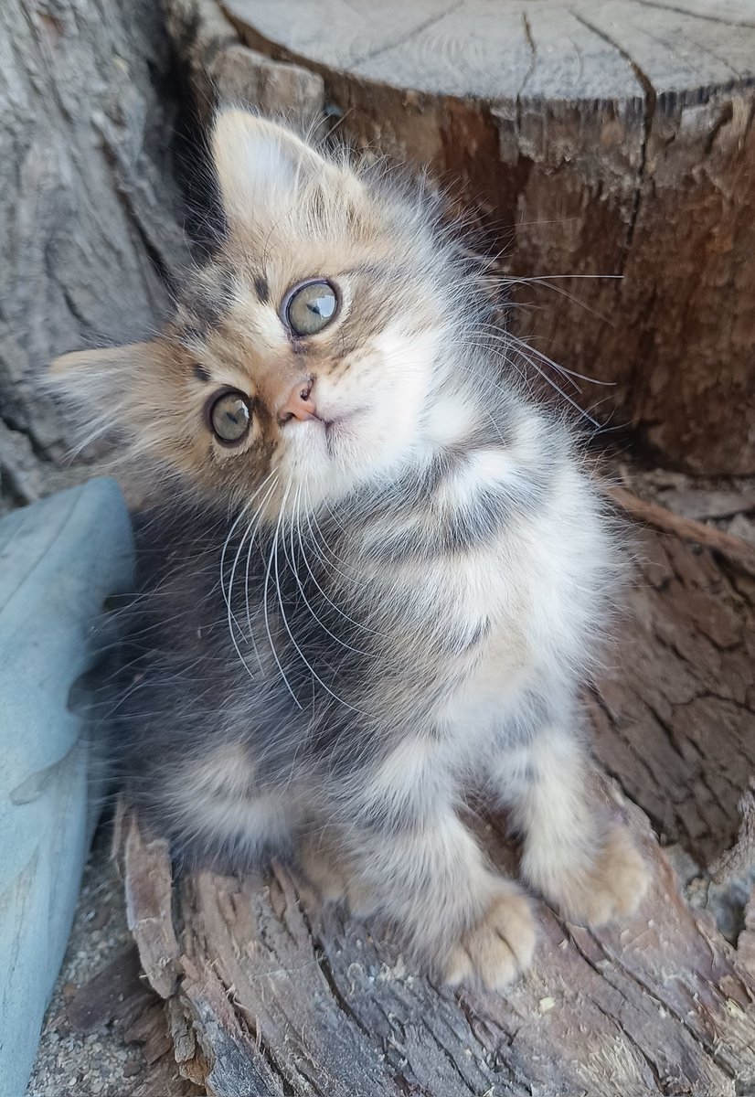 Beni neden istemediniz?