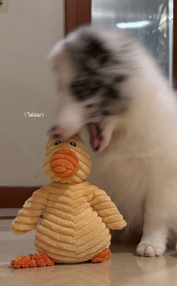 เอ็นดูอะ ถ่ายกับพี่เป็ดแค่ 1 วิเท่านั้น แล้วก็แง่มเลย #คุณหนูเจเนท