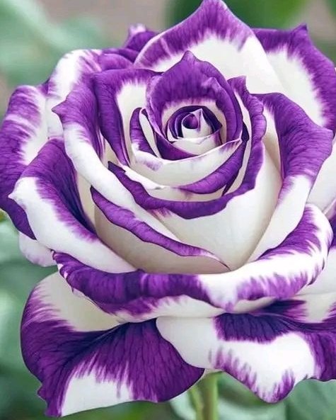 tizzyL0210's tweet image. ๐
youtu.be/izGwDsrQ1eQ?siโฆ
youtu.be/5LN8wbJFCS0?siโฆ
youtu.be/kIb4gM84-o0?siโฆ๐๐ฏ๐
