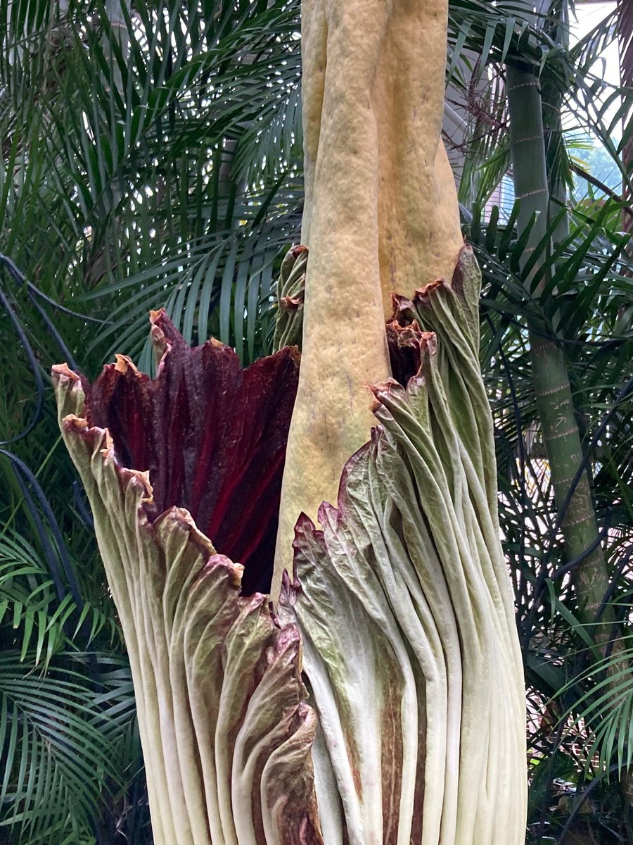 🌸 IT’S BLOOMING! Frederick the Corpse Flower is officially opening—and the stench is strong. At 81", it’s the tallest bloom ever at Como!

👃 Palm Dome open 9AM–9PM today only!
🎥 Watch live: comozooconservatory.org/frederick/
#FrederickTheFlower #CorpseFlower #CorpseCam