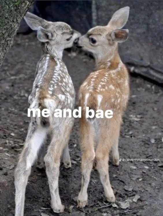 Deer in Places they Shouldn't Be (@deershouldnt) on Twitter photo 