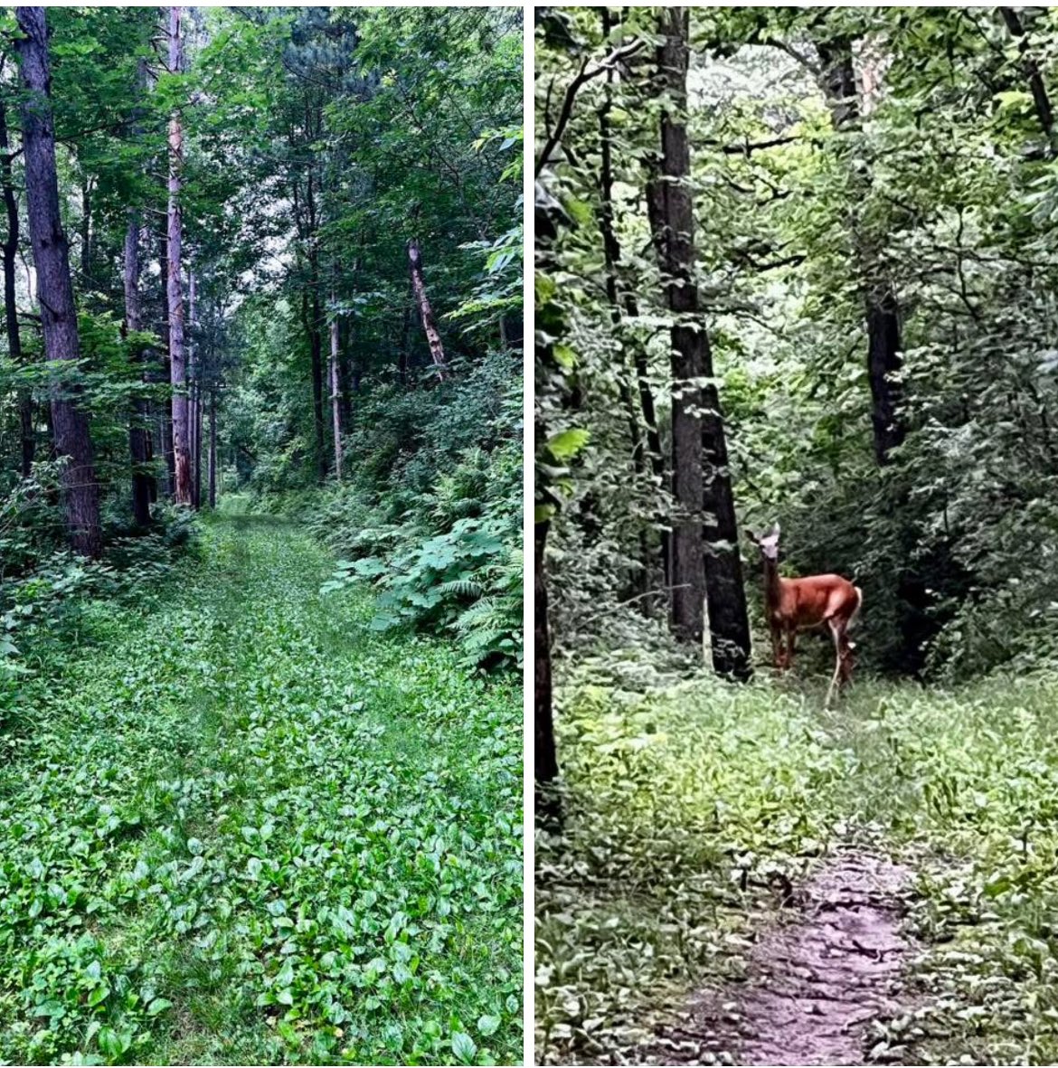 Run_Trl's tweet image. Excellent 6am run on Rattlesnake Trail at @smumn
