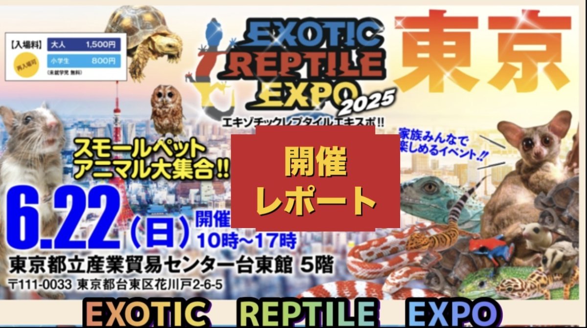 exoticreptilexp's tweet image. ☆2025/6/22(日)★EXPO東京浅草開催★レポート動画☆
YouTube「爬にまるチャンネル」でEXPOイベント最新動画をご覧いただけます!
チャンネル登録・グッドボタンもよろしくお願いしますo(... 詳しくは 2su.jp/0UO7