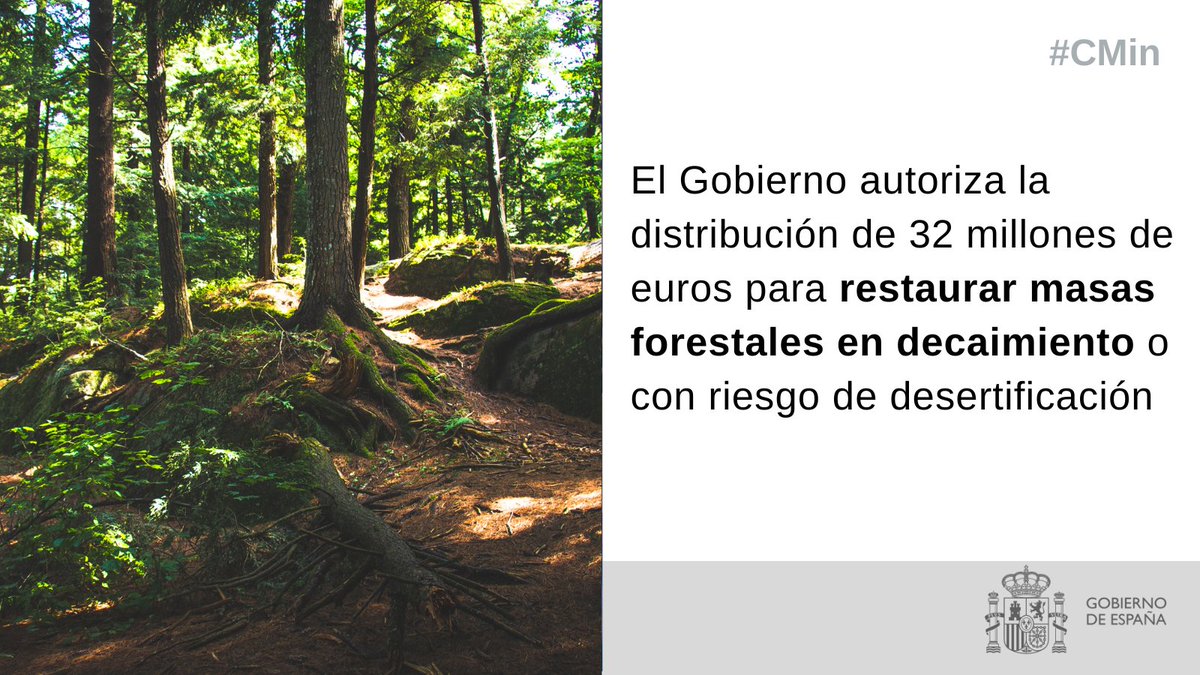 🟢 Esta semana también aprobamos en #CMin la distribución de 32 millones € para restaurar masas forestales en decaimiento o con riesgo de desertificación

Objetivo
🌳 Prevenir incendios, desertificación, plagas y enfermedades en nuestros bosques

+info t.ly/KSwvE