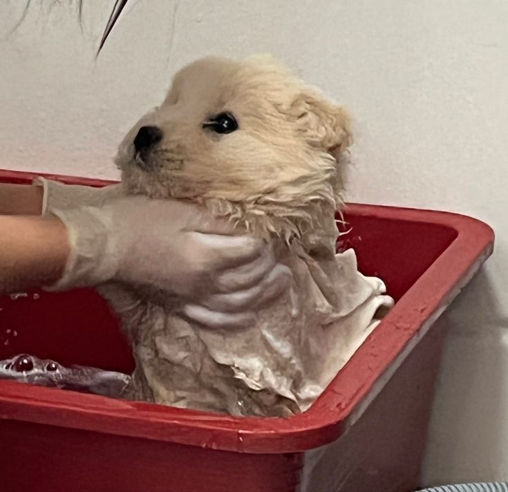 out of context dogs (@contextdogs) on Twitter photo 