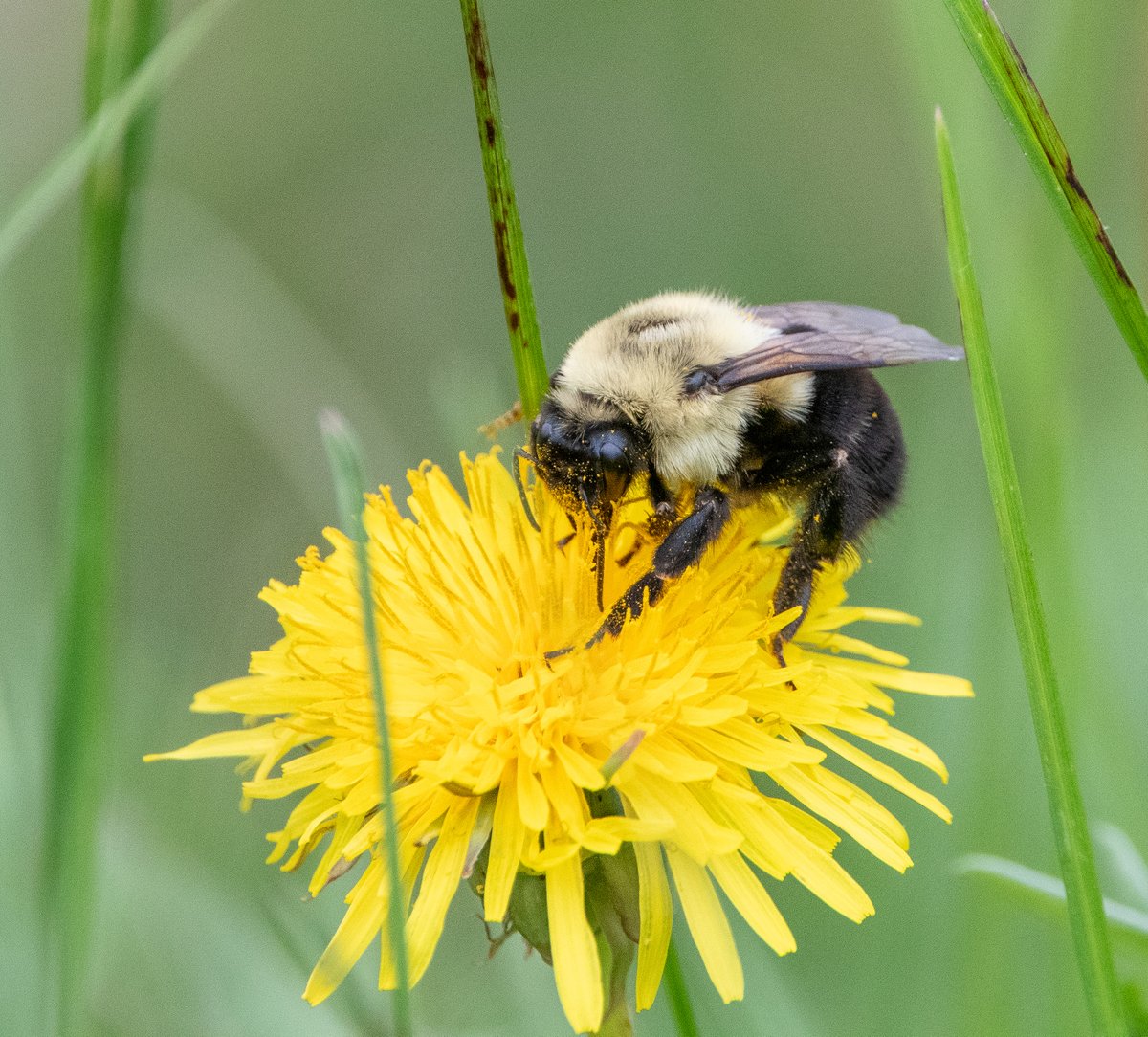 RougePark's tweet photo. Spot a bumble bee in RougeNUP? 🐝

Snap 1–3 pics, note your GPS location and flower species (iNaturalist can help!) then submit to Bumble Bee Watch. Your sightings help track pollinator health across Canada.🌼

Learn more and submit your sightings: https://t.co/T3Z4tWLO5l https://t.co/A6ropHqmLJ
