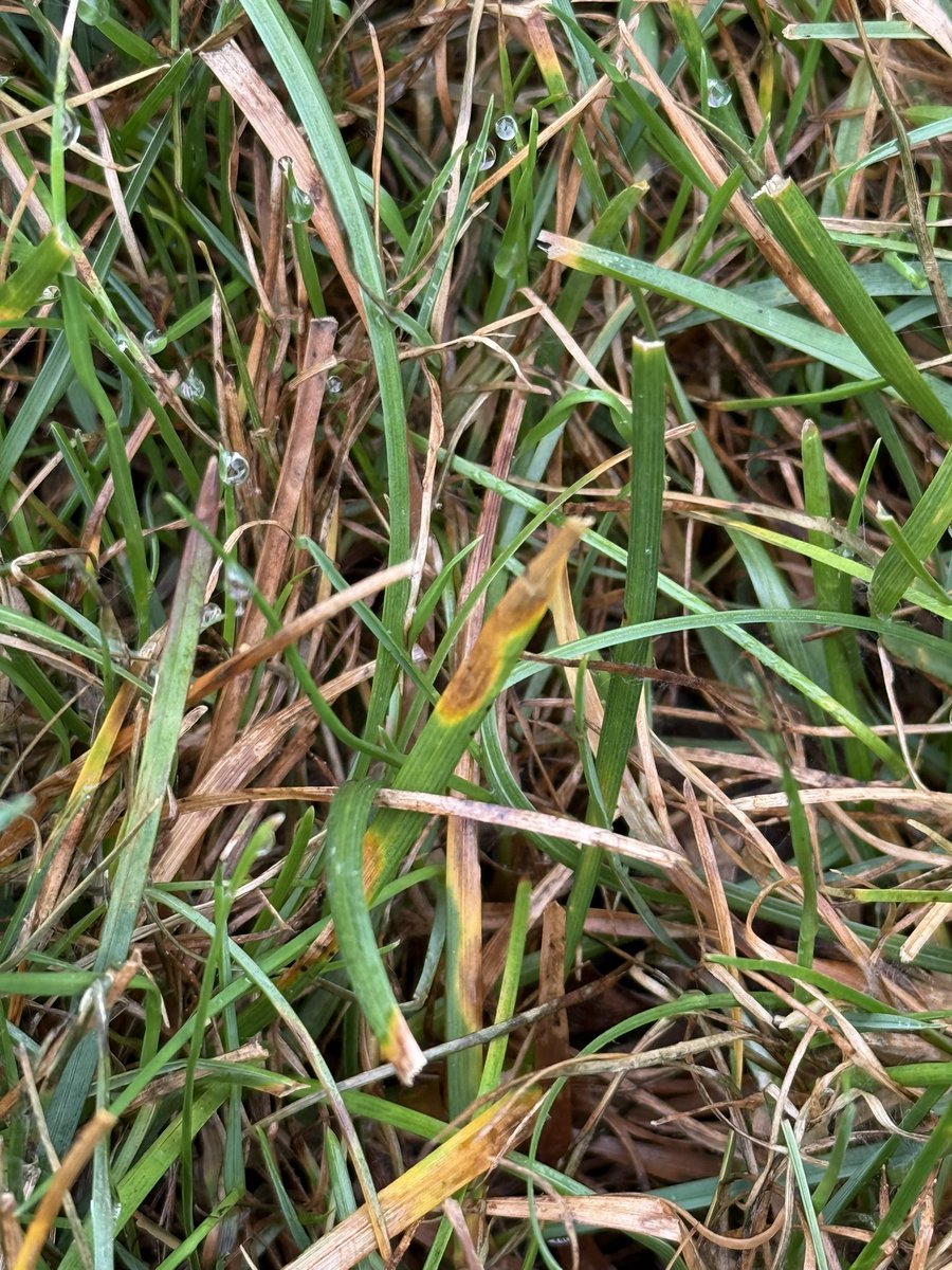 Kevin W. Frank tweet media