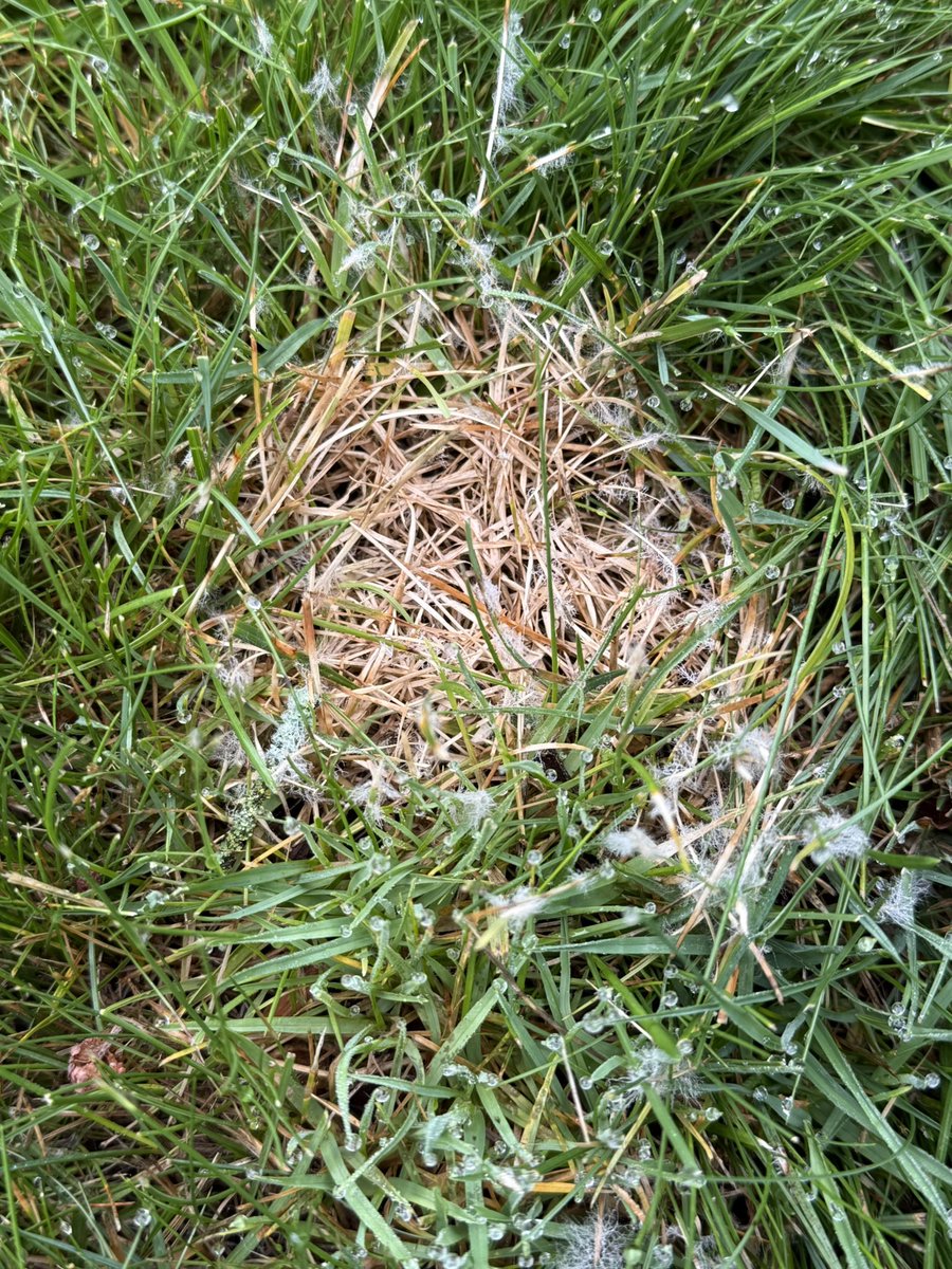 Kevin W. Frank tweet media