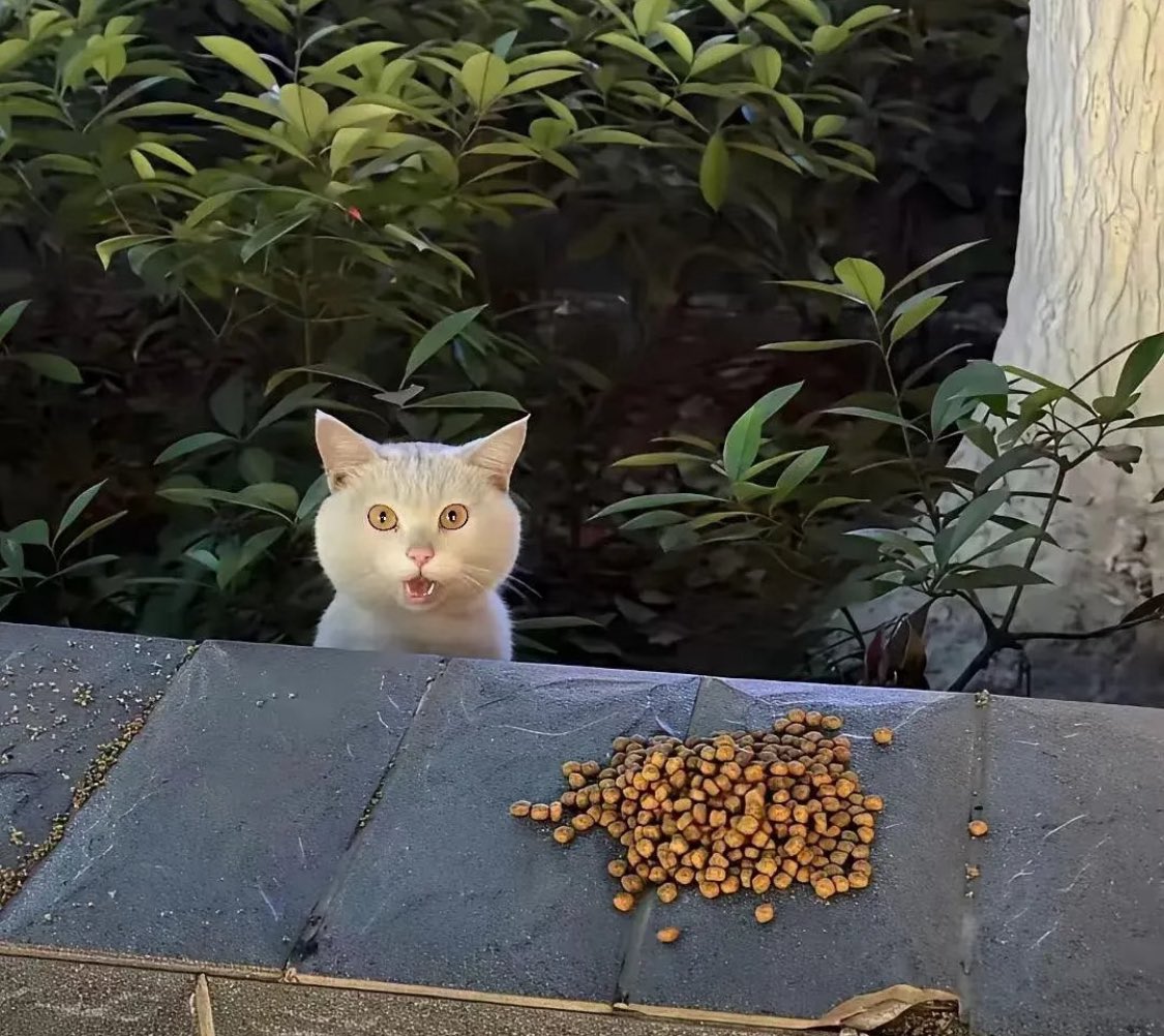 MeowWoof Pet tweet media