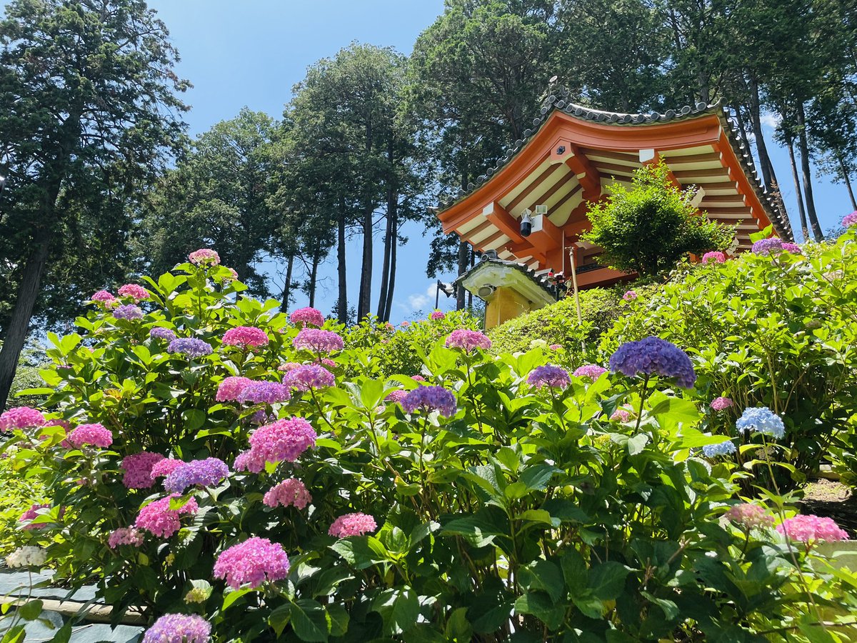 tamakaigo's tweet photo. 先日、紫陽花を観てきました。

綺麗でした💐 https://t.co/6eGVF3VHZj