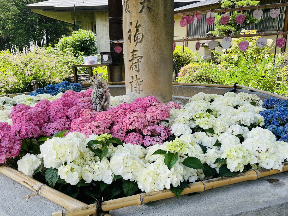 tamakaigo's tweet photo. 先日、紫陽花を観てきました。

綺麗でした💐 https://t.co/6eGVF3VHZj